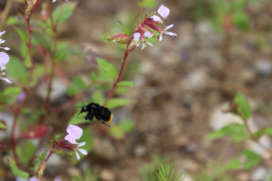 Image of Bombus brachycephalus Handlirsch 1888