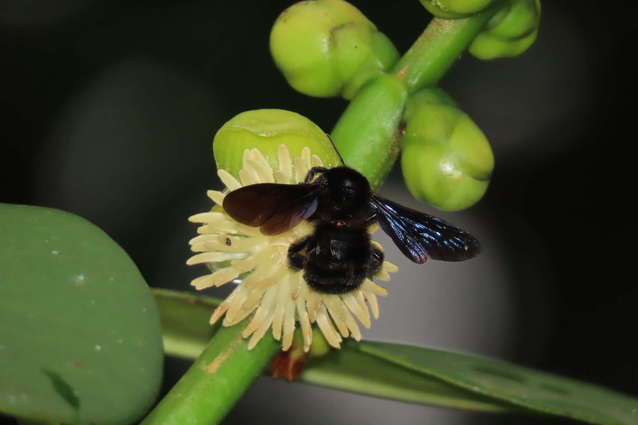 Image of Bombus pullatus Franklin 1913