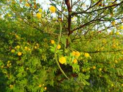 Image of Vachellia hockii (De Wild.) Seigler & Ebinger