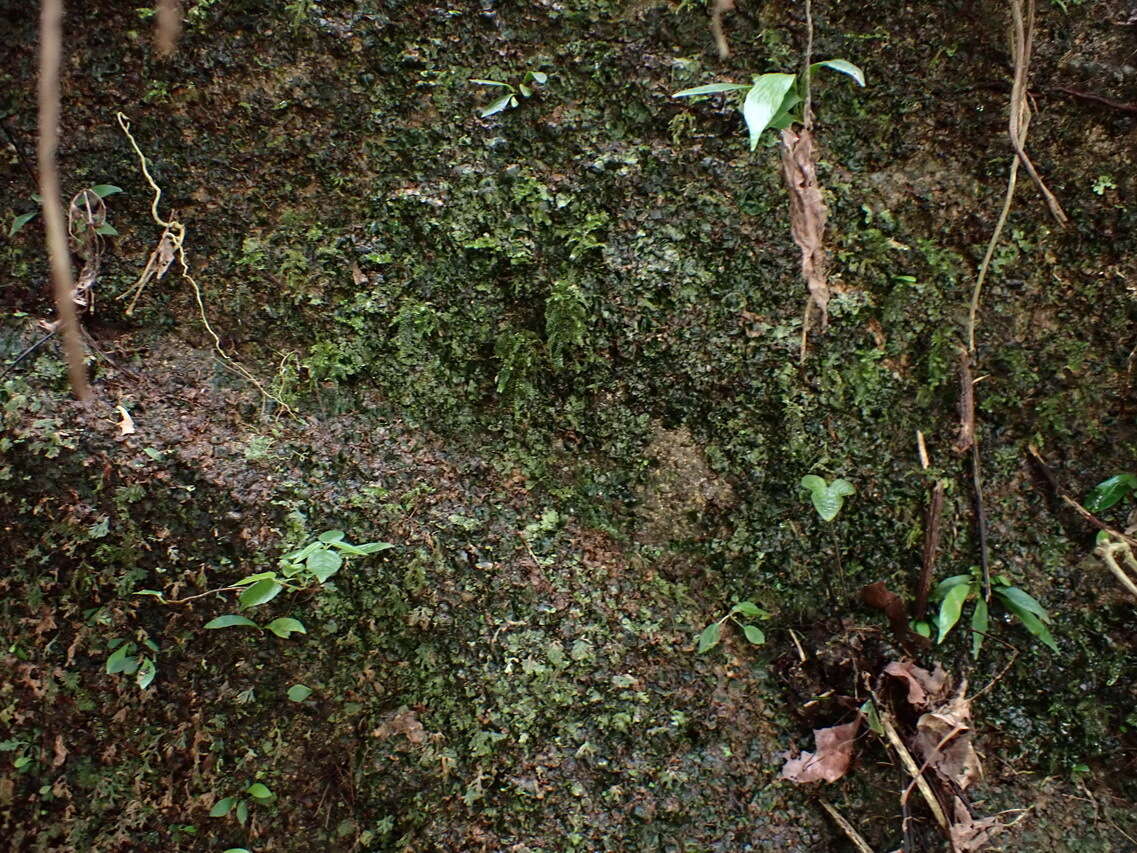 Image of Tahiti bristle fern