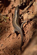 Trachylepis spilogaster (Peters 1882)的圖片