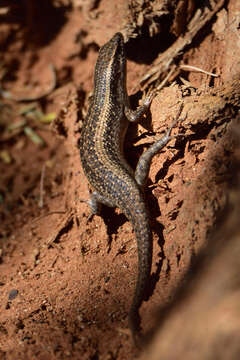 Image of Kalahari Tree Skink