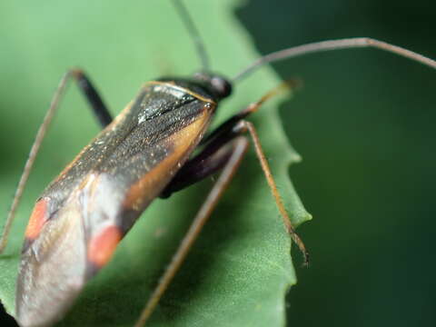 Adelphocoris seticornis (Fabricius 1775)的圖片