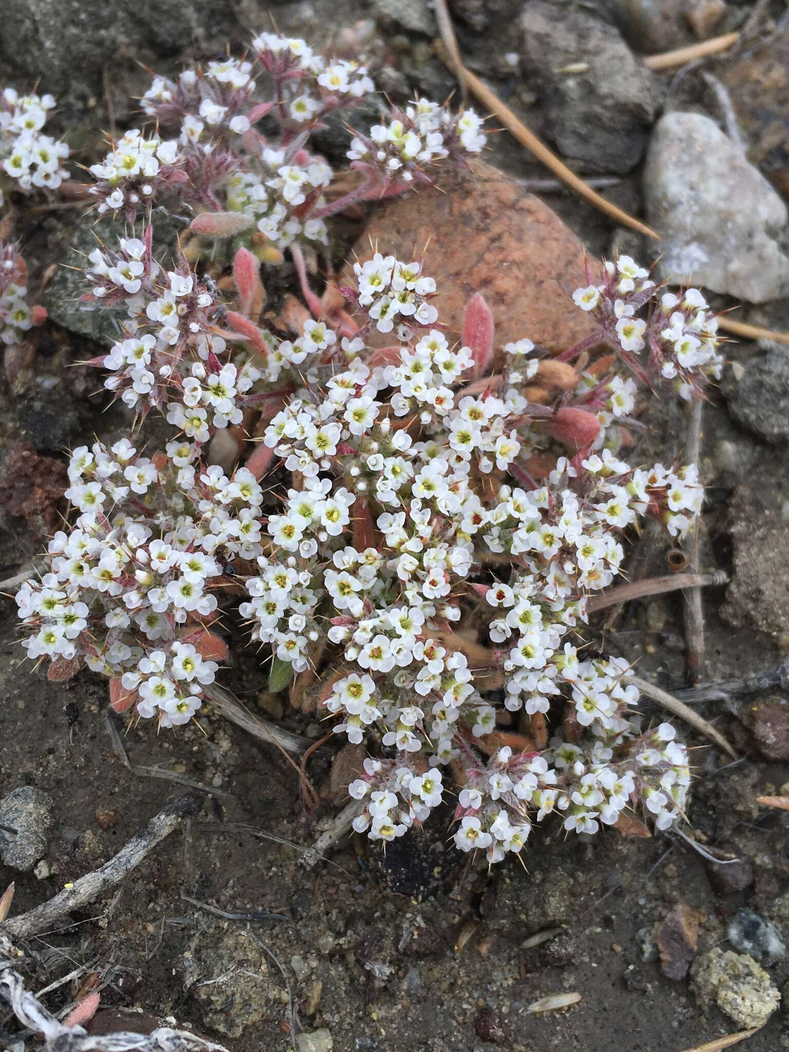 Imagem de Chorizanthe spinosa S. Wats.