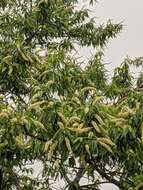 Prunus napaulensis (Ser. ex DC.) Steud.的圖片