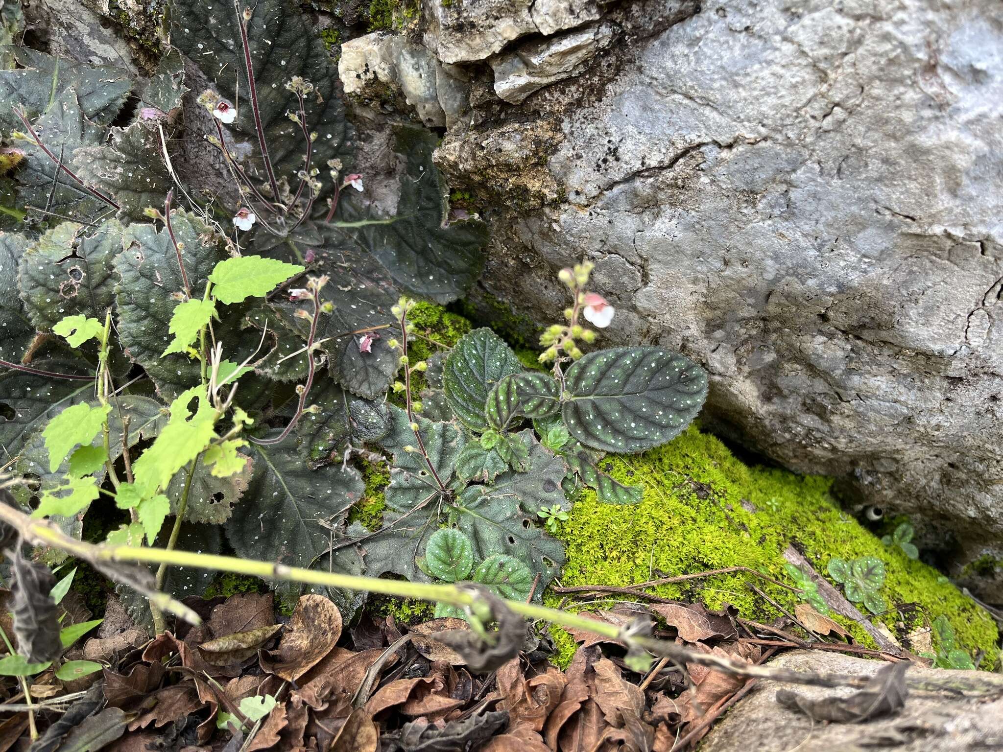 Image of Gloxinia erinoides (DC.) Roalson & Boggan