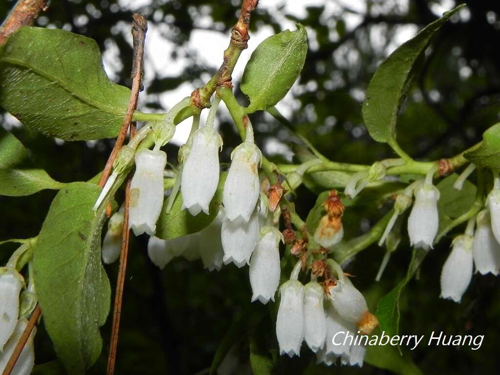 Image of Lyonia ovalifolia (Wall.) Drude