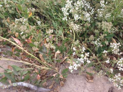 Image of broadleaved pepperweed