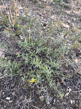 Image of Heterotheca paniculata G. L. Nesom