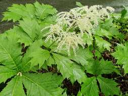 صورة Rodgersia podophylla A. Gray