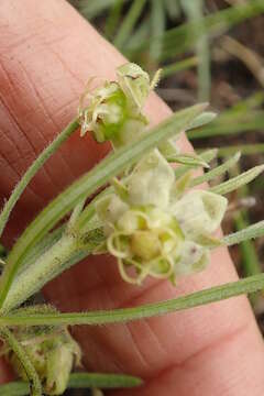 Image of Miraglossum verticillare (Schltr.) F. K. Kupicha