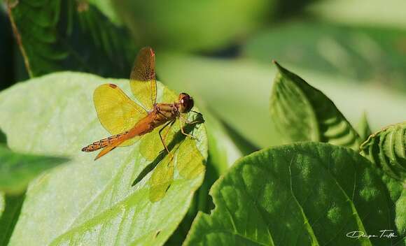 Слика од Perithemis icteroptera (Selys ex Sagra 1857)