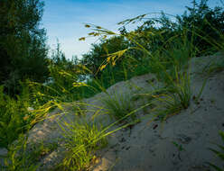 Image of Sand Flat Sedge