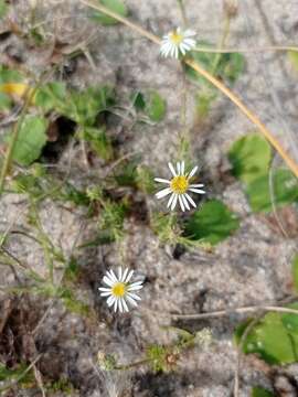 Image of Sommerfeltia spinulosa (Spreng.) Less.