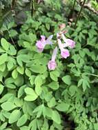 Image of Corydalis decumbens (Thunb.) Pers.