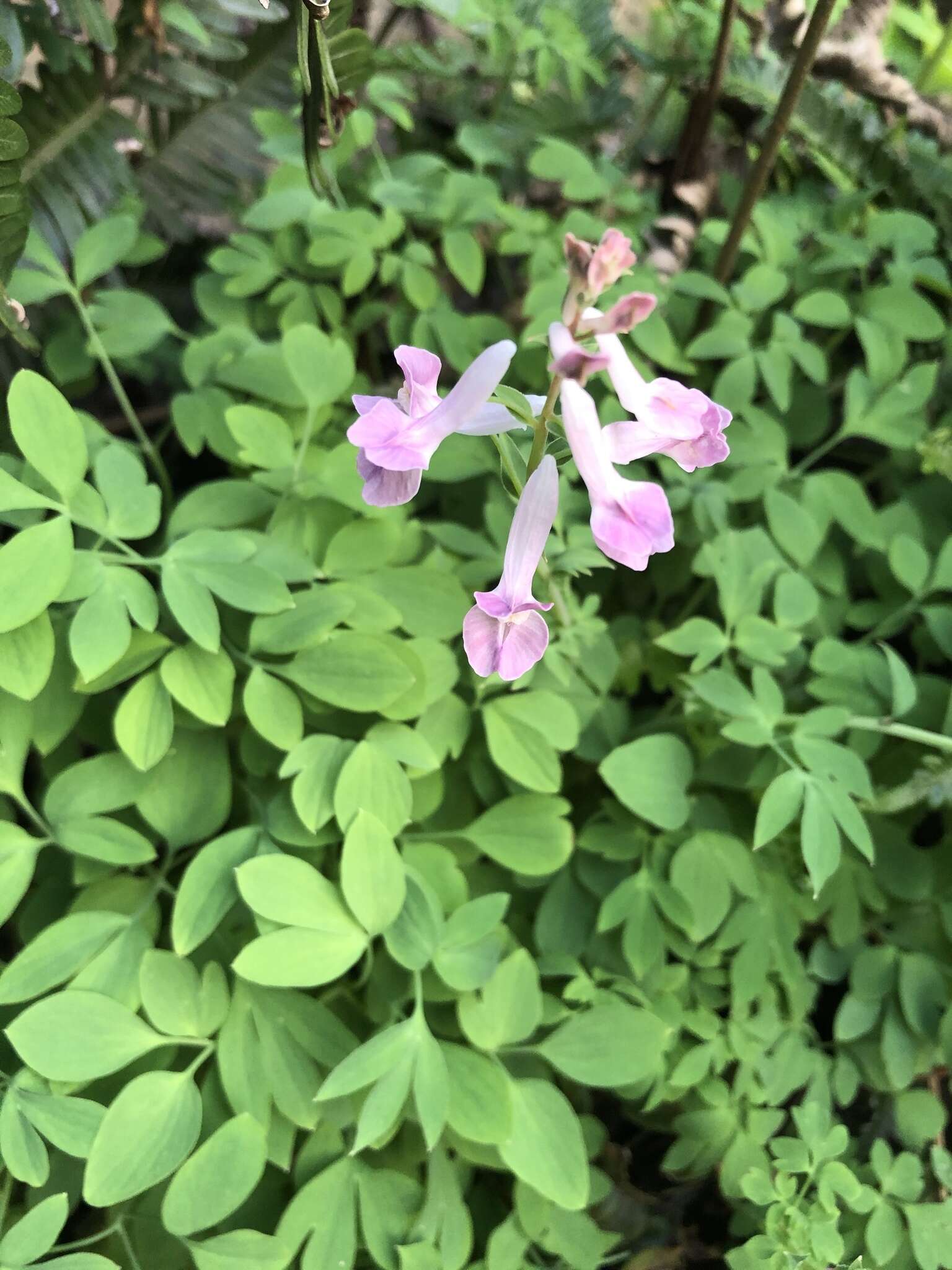 Image of Corydalis decumbens (Thunb.) Pers.