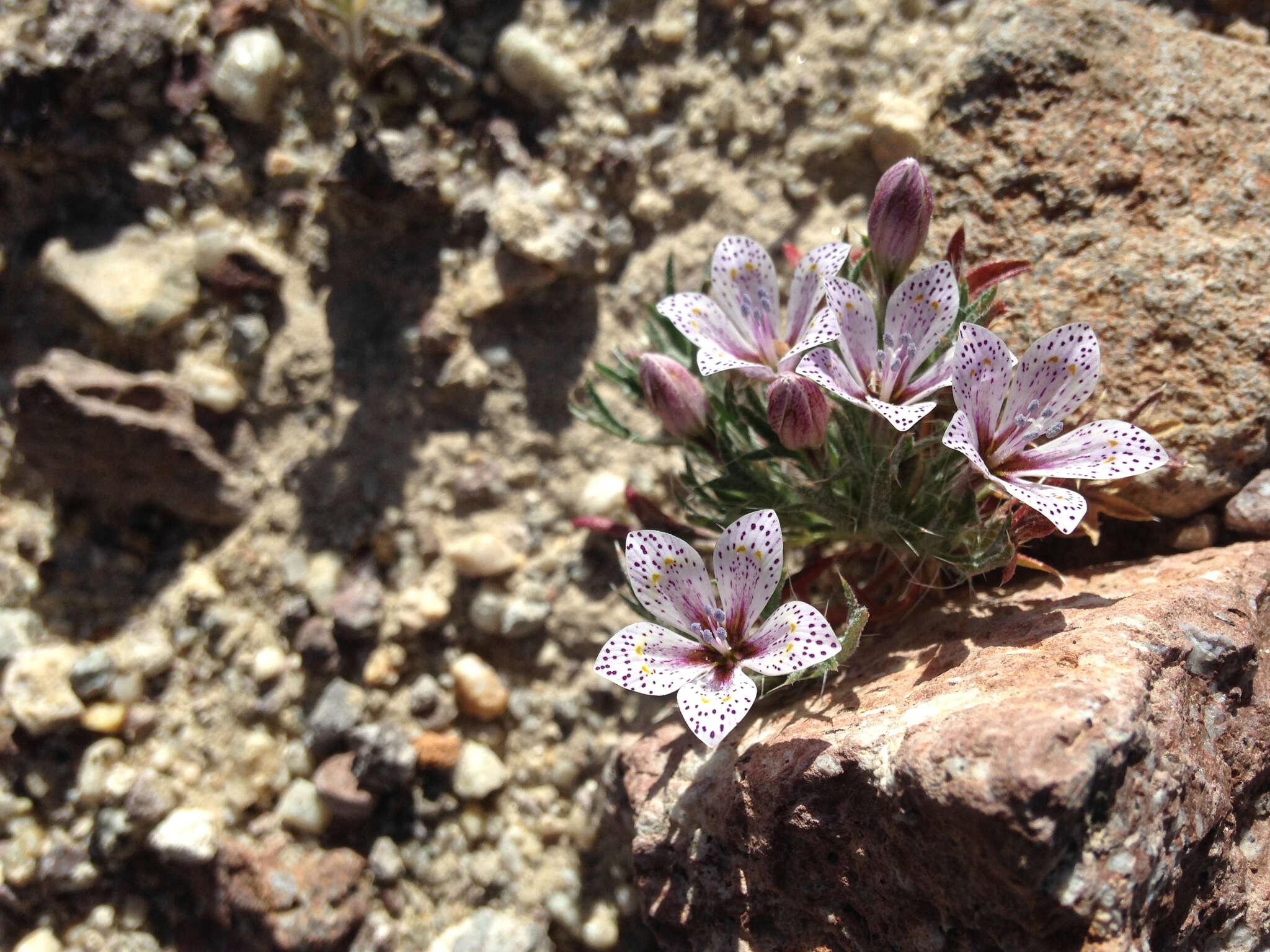 Image of Great Basin langloisia