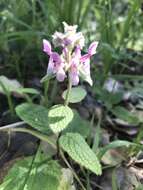 Imagem de Stachys rigida subsp. quercetorum (A. Heller) Epling