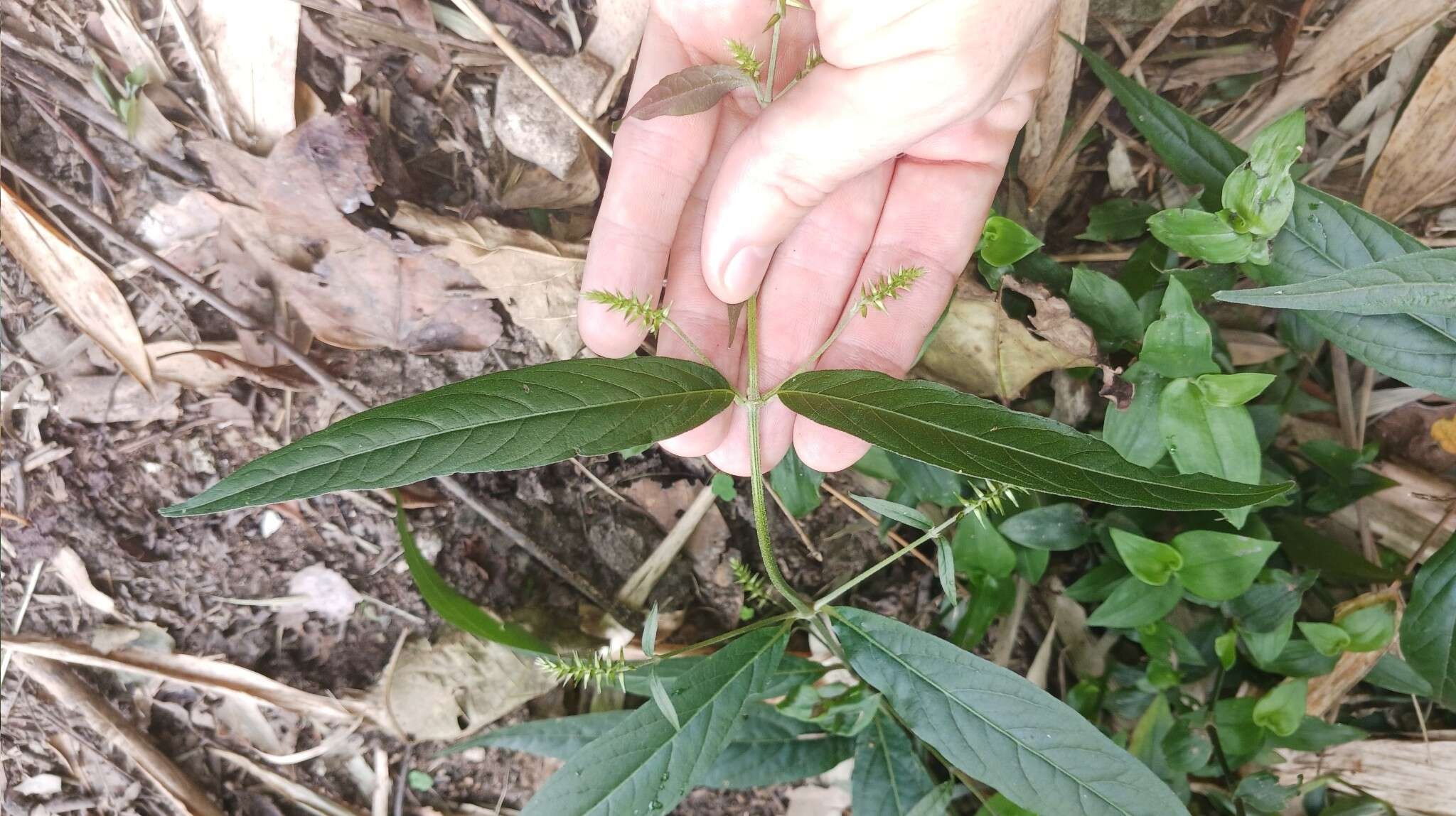 Image of Achyranthes longifolia (Makino) Makino