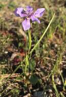 Image of Moraea lugubris (Salisb.) Goldblatt