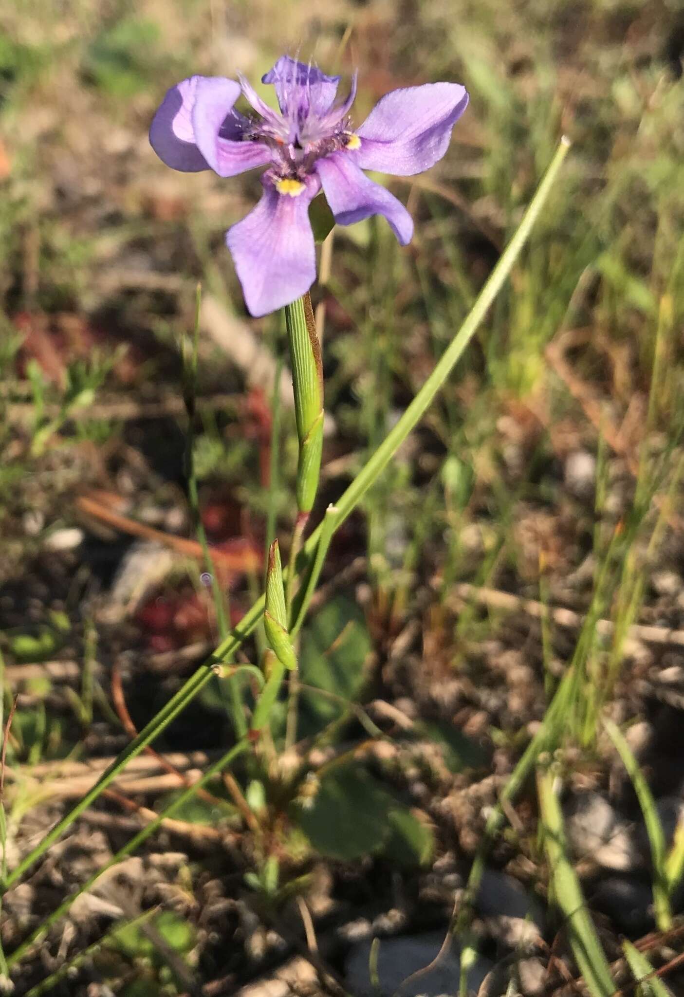 Image of Moraea lugubris (Salisb.) Goldblatt