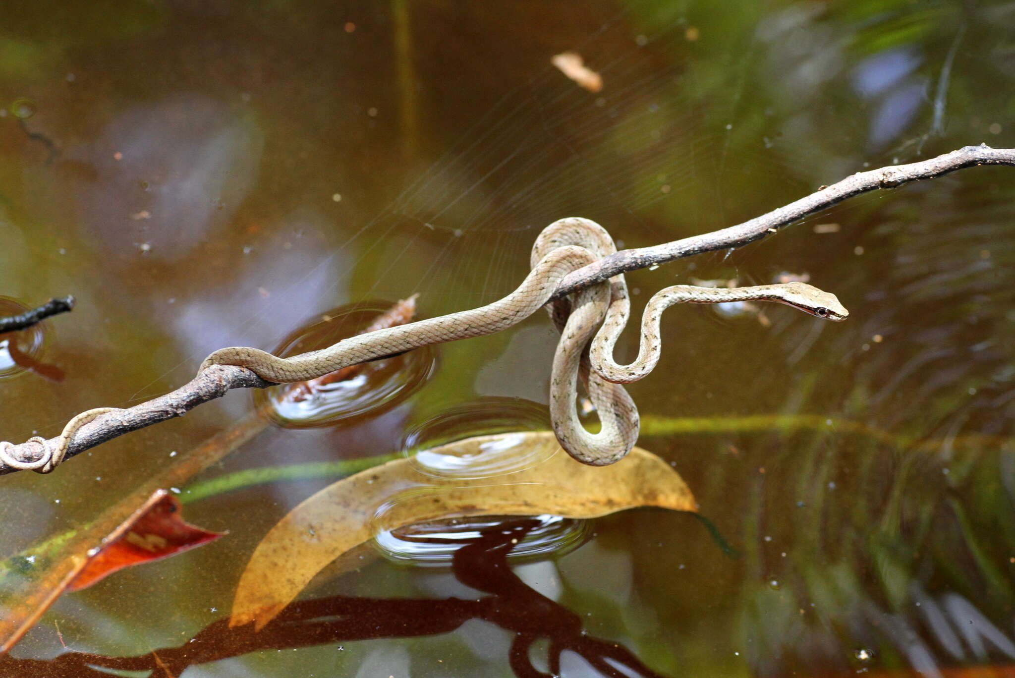 صورة Psammodynastes pictus Günther 1858