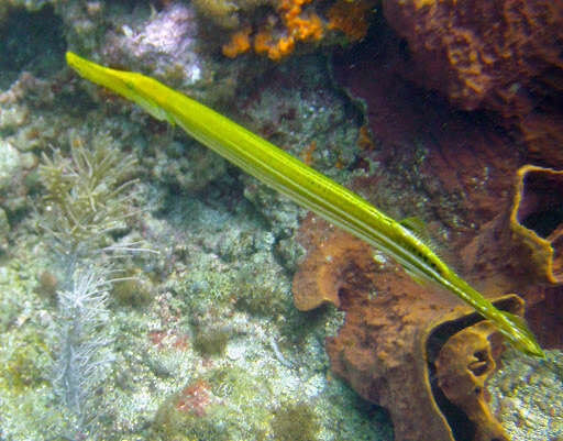 Image of Trumpetfish