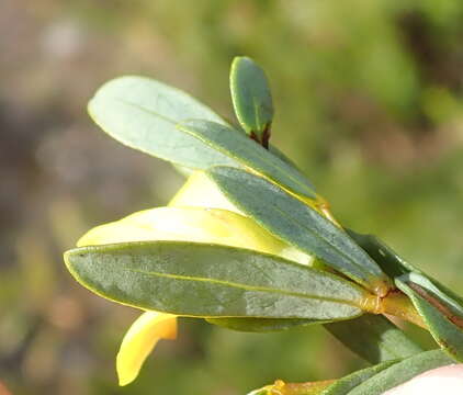 Image of Cyclopia sessiliflora Eckl. & Zeyh.