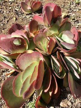 Kalanchoe luciae resmi