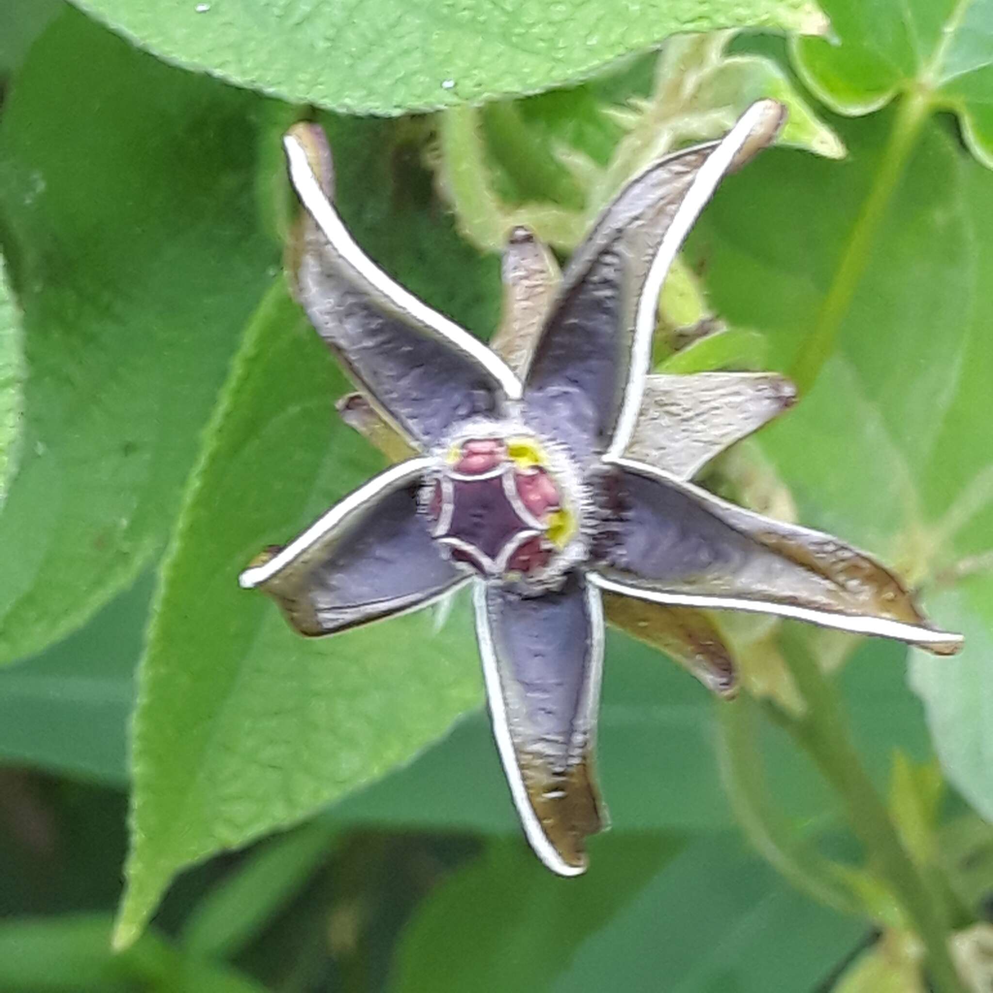 Image of Gonolobus stenanthus (Standl.) R. E. Woodson