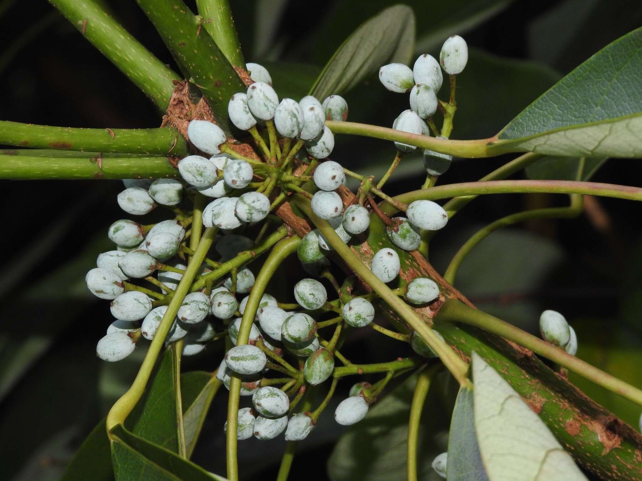 Image de Daphniphyllum calycinum Benth.