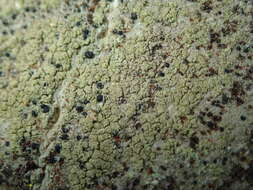 صورة Lecidella flavosorediata (Vezda) Hertel & Leuckert