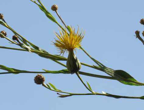 Image of Centaurea behen L.