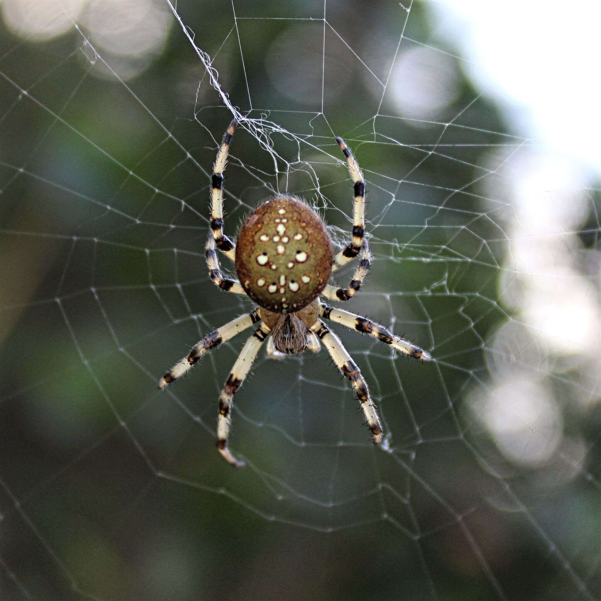 Image of Shamrock Orbweaver