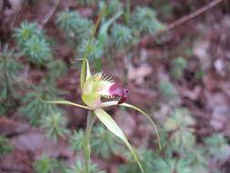 Image of Funnel-web spider orchid