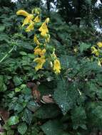 Image of Salvia japonica var. formosana Murata