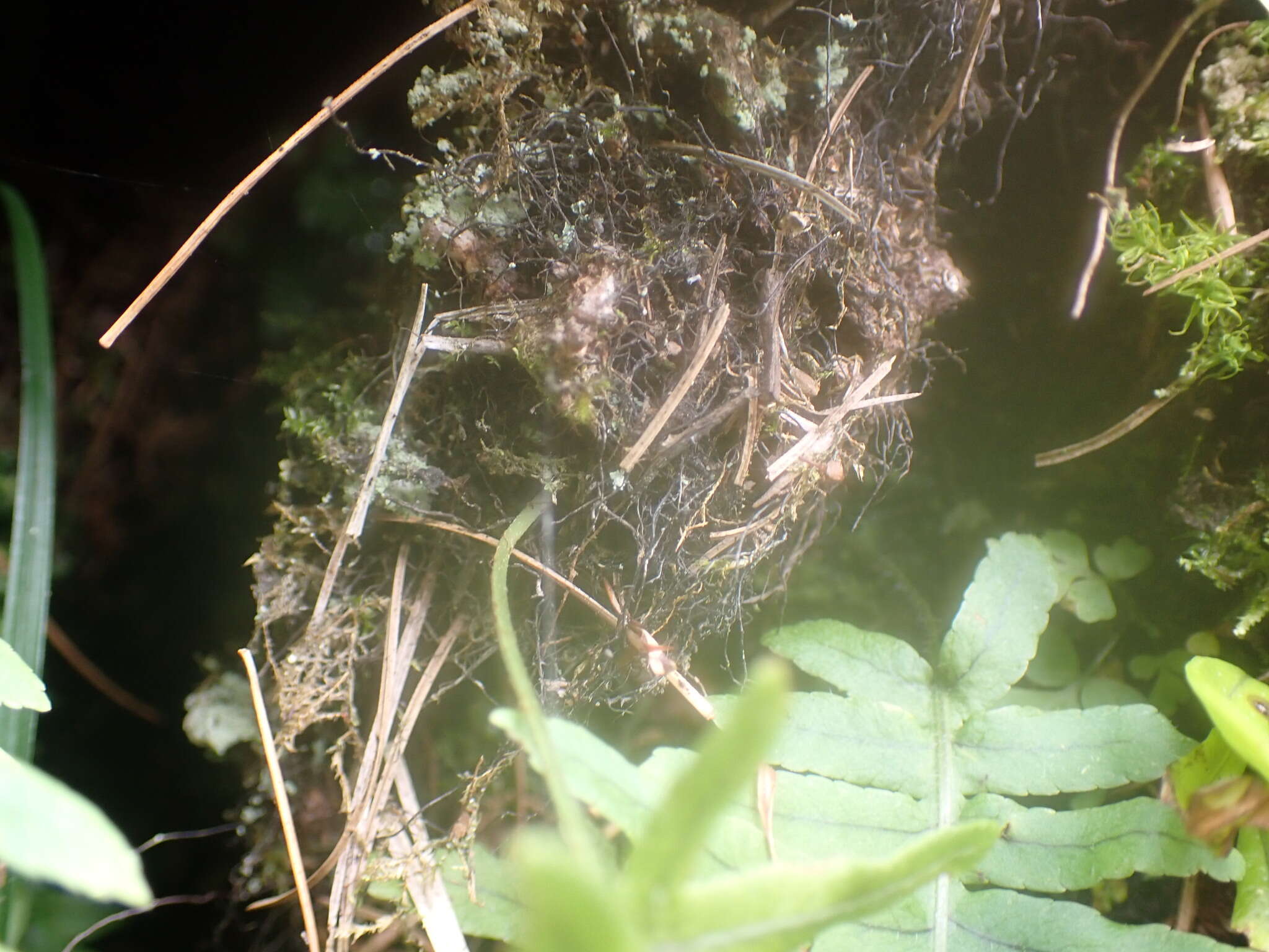 Слика од Polypodiodes amoena (Wall. ex Mett) Ching