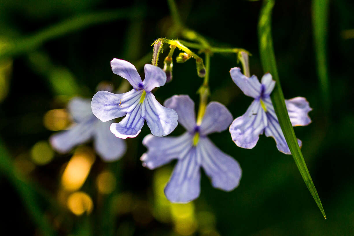 Image of Streptocarpus haygarthii N. E. Brown ex C. B. Clarke