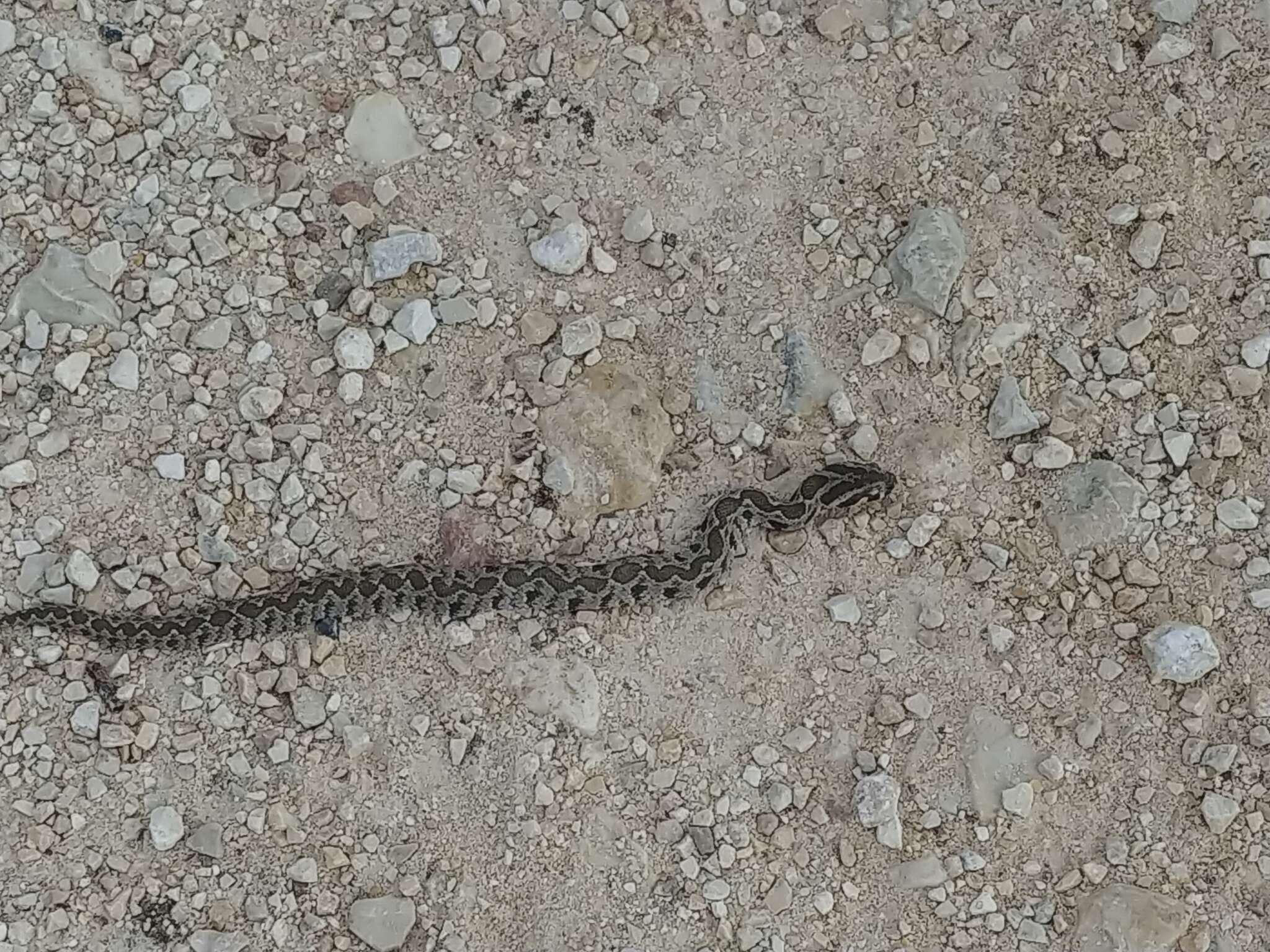 Image of Palestine Viper