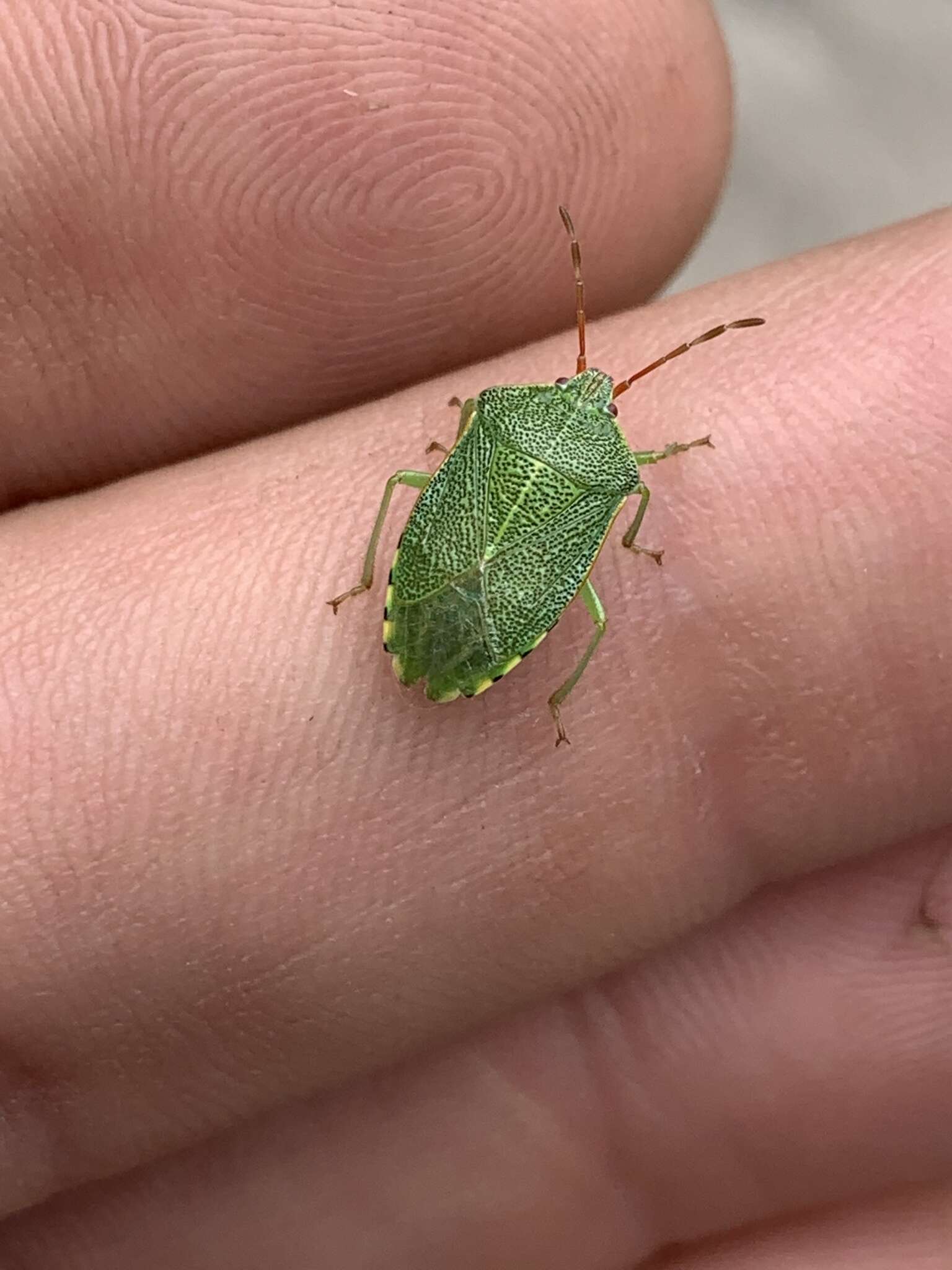 Image of <i>Sinopla perpunctatus</i>