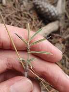 Image of Ebenus pinnata Aiton