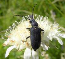 Imagem de Stictoleptura scutellata (Fabricius 1781)