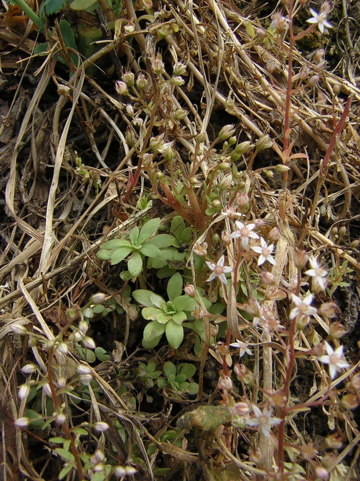 Sedum cepaea L.的圖片