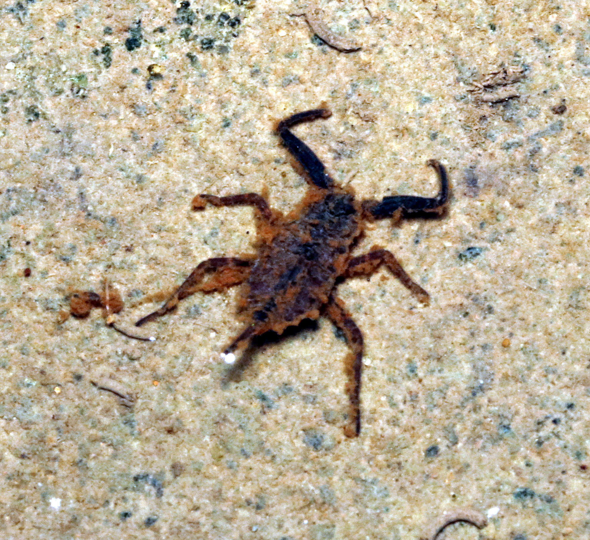 Image of Laccotrephes tristis (Stål 1854)