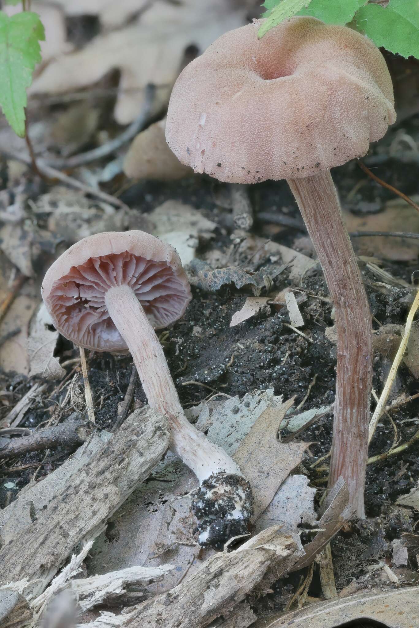 Image of Laccaria trichodermophora G. M. Muell. 1984