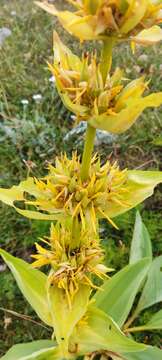 Image of Gentiana lutea subsp. symphyandra (Murb.) Hayek