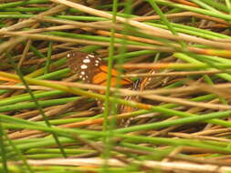 Image de Danaus (Anosia) melanippus subsp. hegesippus Cramer 1777