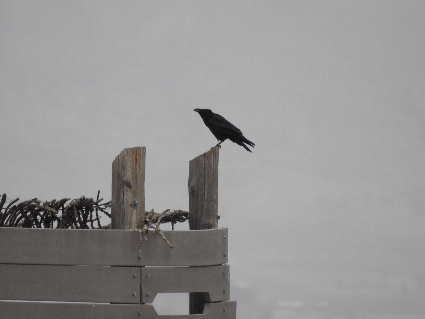 Image of Chihuahuan Raven