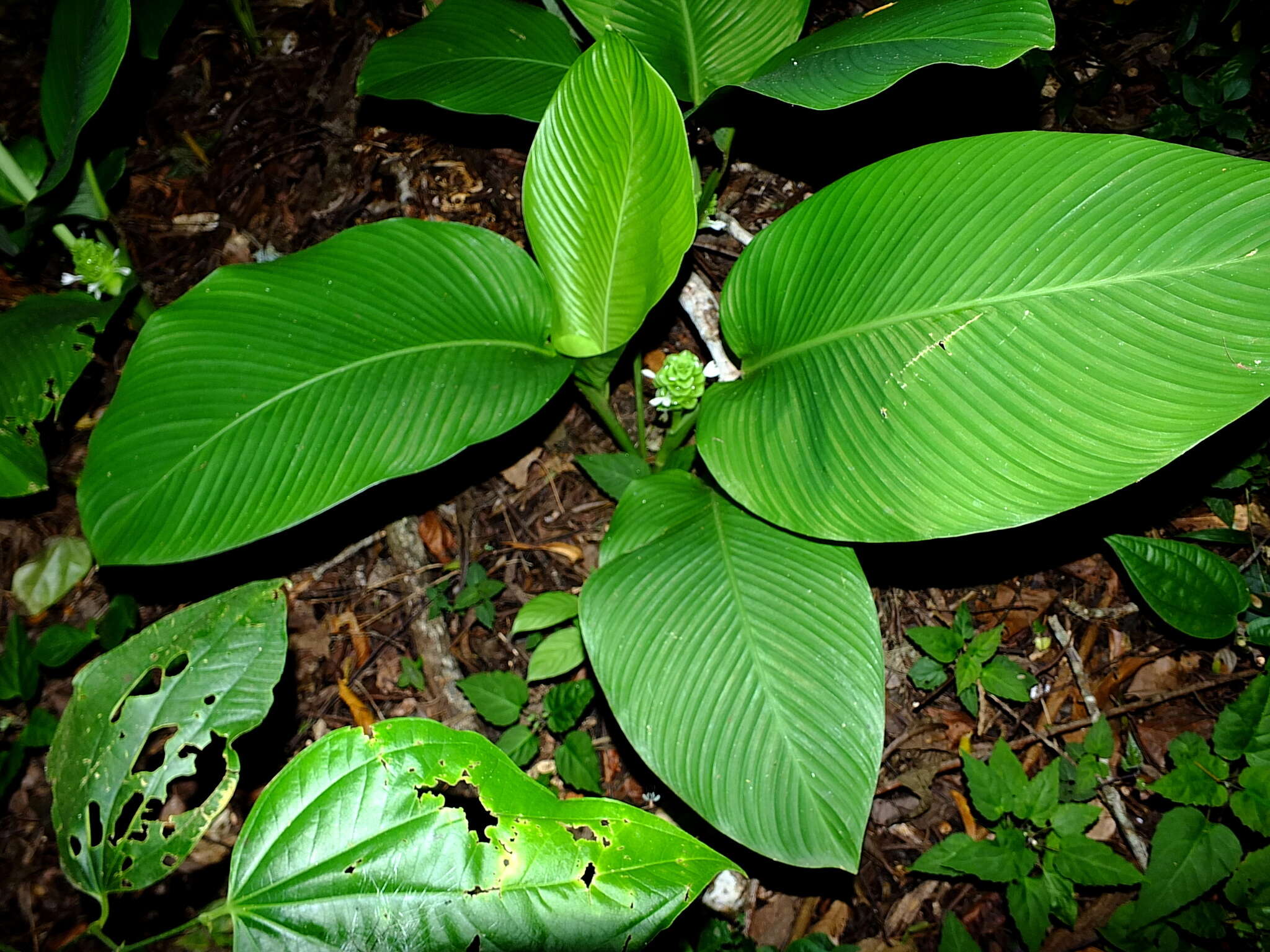 Image of Goeppertia cylindrica (Roscoe) Borchs. & S. Suárez