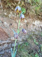 Image of checker lily